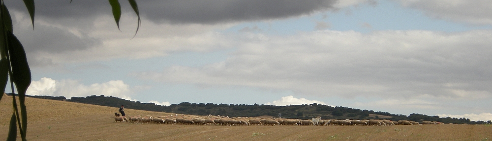 Herder & lucht 1 - 1000x288